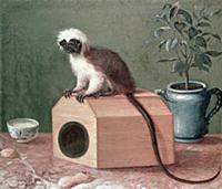 BAL1616 The Favourite Monkey of Carl Linnaeus (170