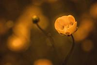 Yellow flower