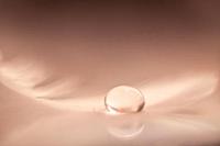 A drop of water on a feather