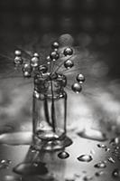 Dandelion in water drops