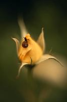 Yellow rose bud with snail