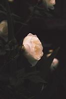 garden rose