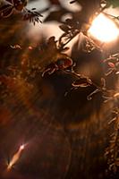 tree branch in the sun