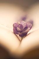 Lilac flower lies on the books