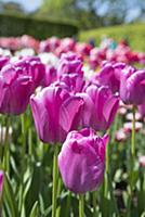 Tulip, Tulipa 'Purple Pride', Side view of group o