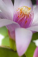 Rose Easter cactus, Rhipsalidopsis rosea, Close vi