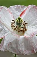 Shirley poppy, Papaver rhoeas Shirley series, Clos