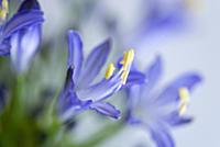 Agapanthus africanus, Close view of blue purple fl