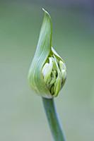 Agapanthus africanus, Close side view of white flo