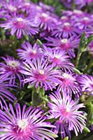 Trailing ice plant, Delosperma cooperi, Several op