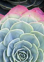 Glaucus echeveria, Echeveria secunda var, glauca, 
