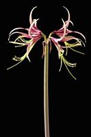 Amaryllis, Hippeastrum 'Chico', Side view of one s