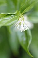 Sweet box, Sarcococca confusa, Close cropped view 