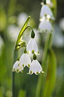 Summer snowflake, Leucojum aestivum, Side view of 