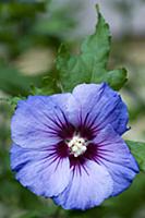 Rose mallow 'Blue Bird', Hibiscus syriacus 'Oiseau