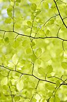 Beech, Fagus sylvatica, View looking up underneath