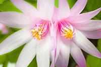 Rose Easter cactus, Rhipsalidopsis rosea, Close vi