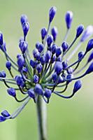 Agapanthus africanus, Close view of blue purple fl