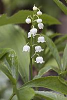 Lily-of-theValley, May Liliy, Convallaria majalis 
