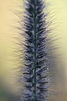 Black Fountain grass, Pennisetum alopecuroides Г”M