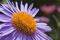 Aster tongolensis 'Berggarten', Close up of mauve 