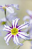 Andean glory of the sun lily, Leucocoryne vittata,