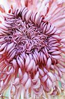 Chrysanthemum cultivar, Close cropped view of one 