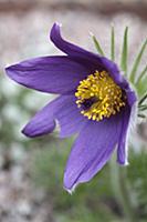 Pasqueflower, Pulsatilla vulgaris, Close view of o