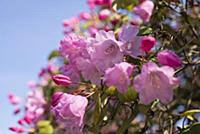 Azalea, Rhododendron Temple Belle group, A group o