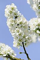 Plum, Prunus domestica 'Blue tit', Cluster of whit