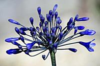 Agapanthus africanus, Close view of blue purple fl