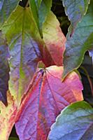 Boston ivy, Parthenocissus tricuspidata, Close-up 