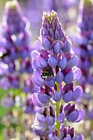 Lupin, Lupinus 'Purple Emperor', Side view of one 