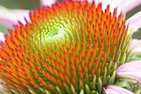 Purple coneflower, Echinacea purpurea 'Magnus', Cl