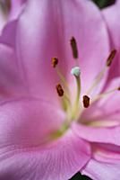 Oriental lily, Lilium 'Homerus', Close side view o