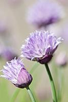 Chive, Allium schoenoprasum, Side view of 2 stems 