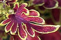Coleus, Solenostemon scutellarioides 'Bone Fish', 