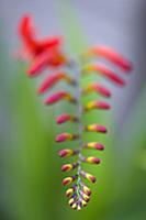 Montbretia, Crocosmia 'Lucifer', Branched spike wi