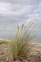 Grass, Marram grass, Ammophila arenaria, Flowering