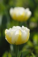 Tulip, Tulipa 'Flaming Evita', Side view of a doub