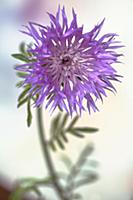Persian Cornflower, Centaurea dealbata, Side view 