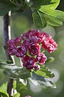 Double pink hawthorn, Crataegus laevigata 'Rosea F