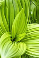 Black false hellebore, Veratrum nigrum, Bright gre