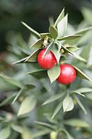 Butcher's broom, Ruscus aculeatus, Two berries sur