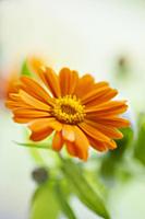 Marigold, Calendula officinalis. Close front view 