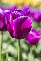 Tulip, Tulipa 'Passionale', Close side view of one