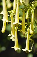 Cape fuchsia, Phygelius 'Funfare Yellow', Several 