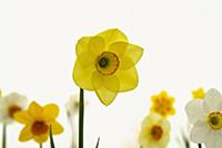 Daffodil, Narcissus 'Lauren', Front view of single