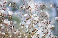 Campion, Lychnis flos-jovis. Side view of many sle