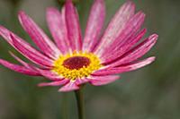 Marguerite daisy, Argyranthemum frutescens LaRita 